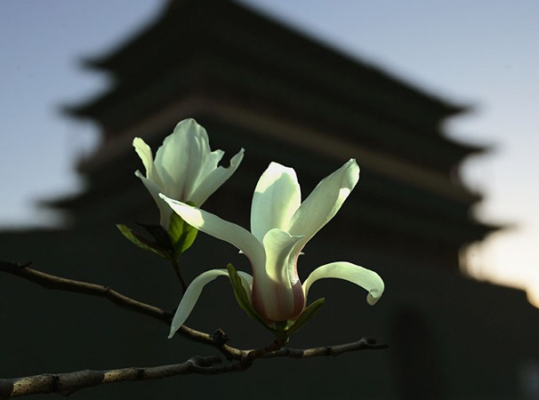 羰ͼ