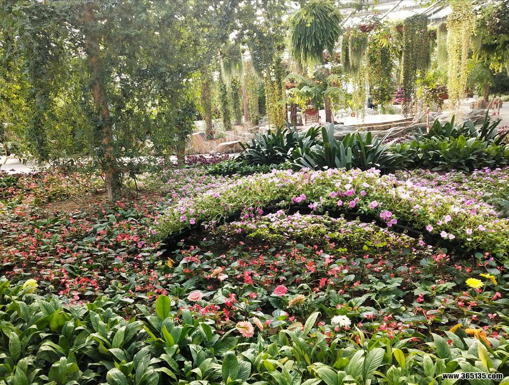 北京世界花卉大观园-中关村在线摄影论坛