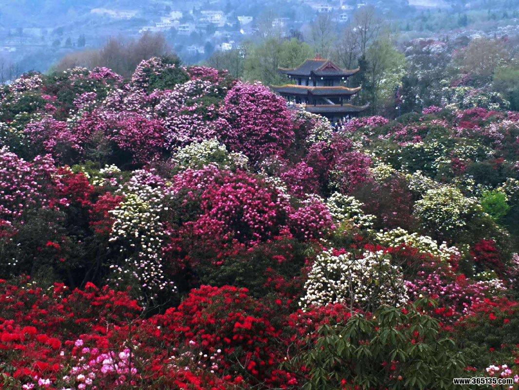 【毕节百里杜鹃摄影图片】生态摄影_zhaoal_太平洋电脑网摄影部落