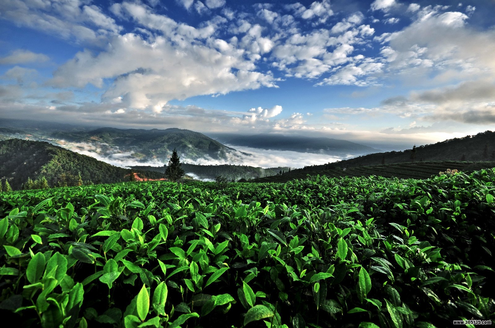 云南普洱景迈山 探访目前世界上面积最大、年代最久远的古茶园