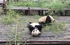 成都大熊猫繁育