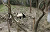 南京红山森林动物