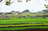 三亚水稻国家公园