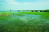 洪泽湖湿地公园